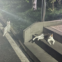 С��������è��Ȼ������������������ѧУ�������