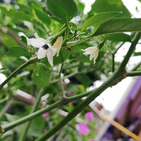 �����ֿ�ʼ������