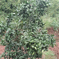 �����ڼ��ֵ�������������ͷ�ʢ��