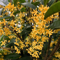 ����Ȼ������