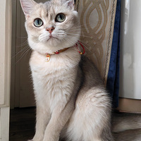 �������С����