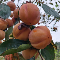 Ӳ������������������