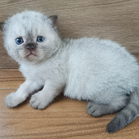 è������