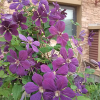 �������������Ҳͦ����