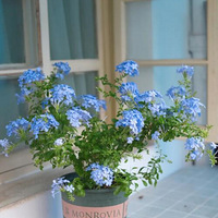 �����ҵ���ѩ��