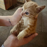 ��è�ᶨ��ѡ������ ��С����һ�����·���Լ����Ÿ��һ��˼�