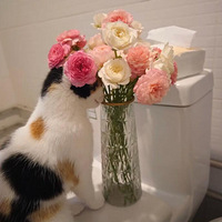 ��һ����û�����������һ�뻨ƿ�ͱ�è��������