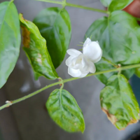 ���򡢷糵�����й𻨶�����ѽ