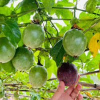 �������ѹ��������