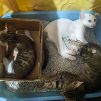 û��ľ���ɹɹ�������ֵܺ������亦������