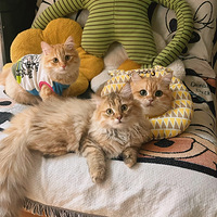 èè������