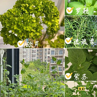 �ڼҾ����ֵ�8�����ֲ��