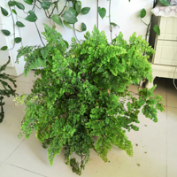 ����һ�������ާ��������������