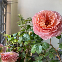 ��Ϊ԰������