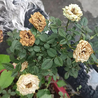 �¼�������զ��