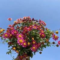 �ջ��ջ�ȫ�Ǿջ�