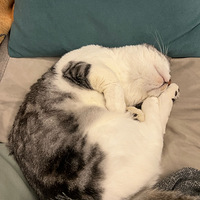 ��ɳ����˯��һ���è