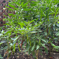 һ��������������ɻ���һ������