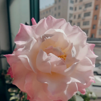 ��֪����ʲôƷ�֣������ϲ��