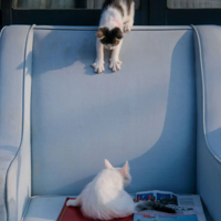 ��ͷż����ܵ���è������ʨ������Ƭ��