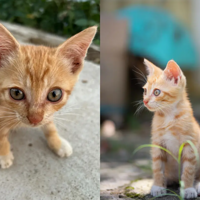 һֻ����Сè����Ϯ֮·