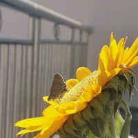 ¥���������ݺ����տ�