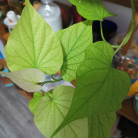 һ���عϼ����³������ܶ�Ҷ��