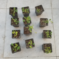 ������Ľ����絽�����ڴ������Ķ��졫����