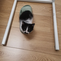 �˸�èС��ţ�𽥳�����