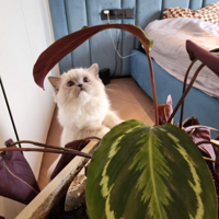 �Ⲩ���ڶ�Ӯ��