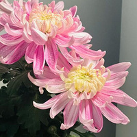 ���������� �����;ջ�