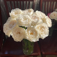 ��ѩ�������Ҹ���������