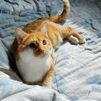 �������è̫����