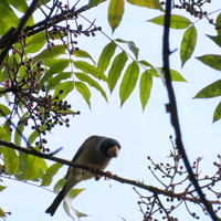 �����һȺС������ͷ��ྐྵ�������