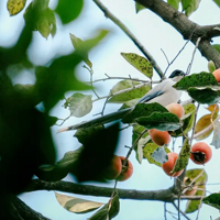 ��ϲȵ������