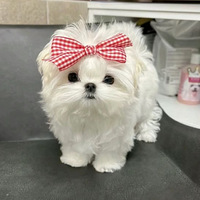 �ô��ȵ�������˹��