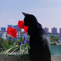 �ֳ����Ĵ��죬���������