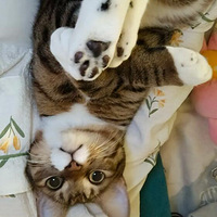 ��ֹһ�α���èè�ɾ���