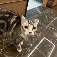 һ������ţ��ſ�����һֻСè��