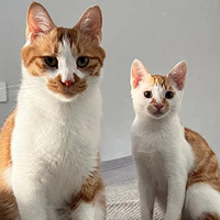 �����Ҽ�˫��̥