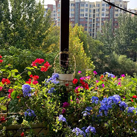 �ﻨҲ��� ������ѩ��������÷����Ϊ����������