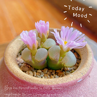 �����������տ����ճ�