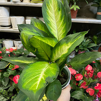 ������������ʺϹ仨�У�����5����ֲ��ȥ���۸񻹶���˵�