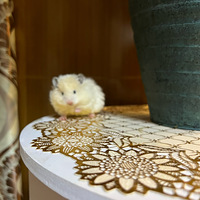 10.5�����Ľ�˿��������ֵ̫���ˣ�