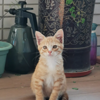 ˭��������ĺ���С���鰡555