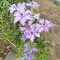 ɹɹ���������������ܺ�����������ɫҲ�ܶ�