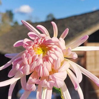 �����������°ˣ��һ�����ٻ�ɱ