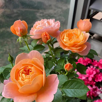 ����Ĺ�֭��̨���úܺ���