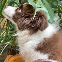 ����ɫ��������