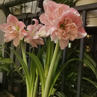 �����õ�廨��